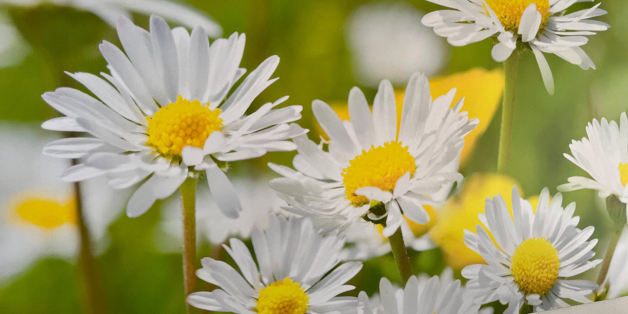 D2 Großformatdruck - Poster Blumen